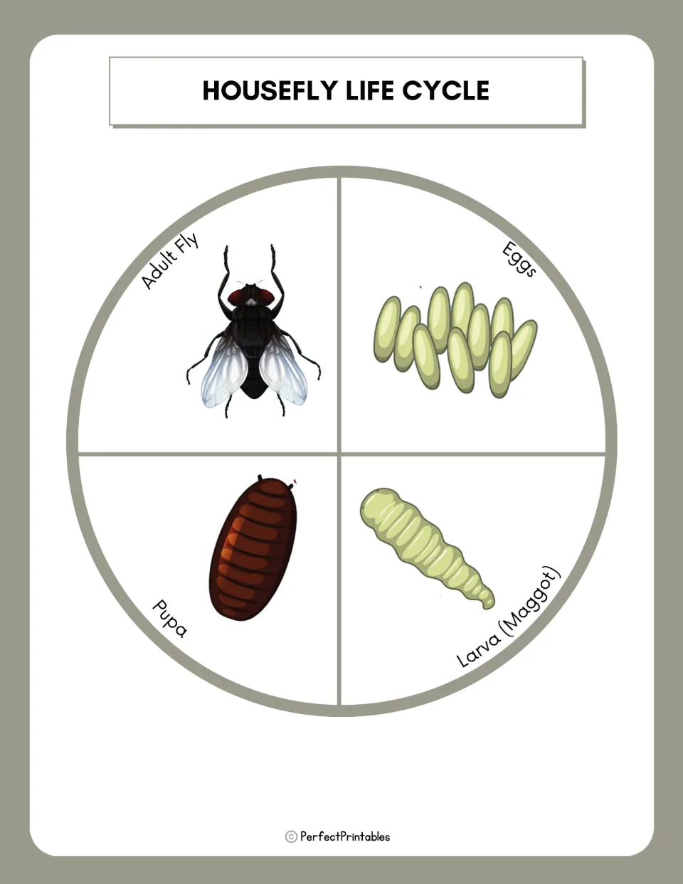Housefly life cycle wheel showing eggs, larva (maggot), pupa and adult fly, each stage pictured in its own quarter