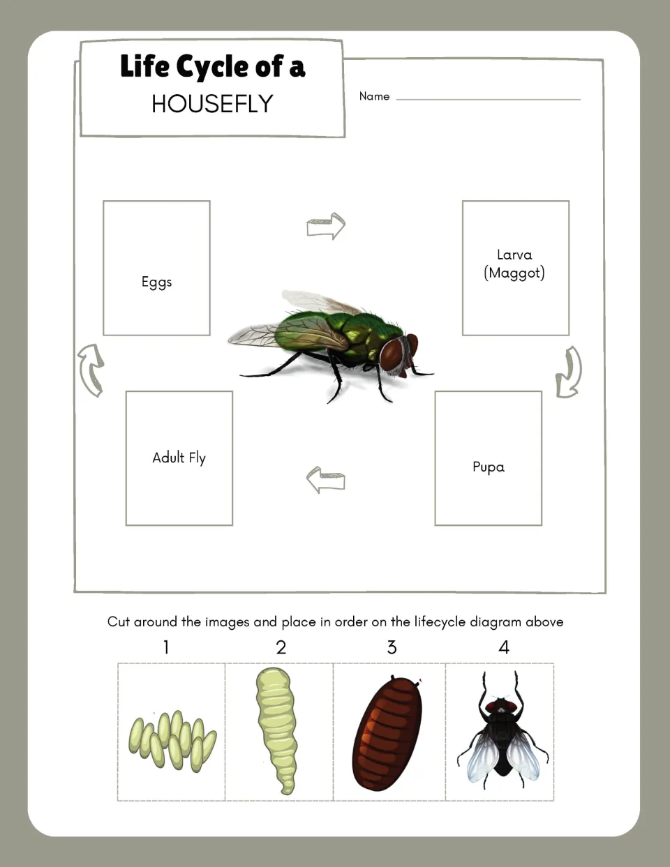 Life cycle cut and paste: students cut out egg, maggot, pupa and adult fly pictures and glue them in order on the cycle