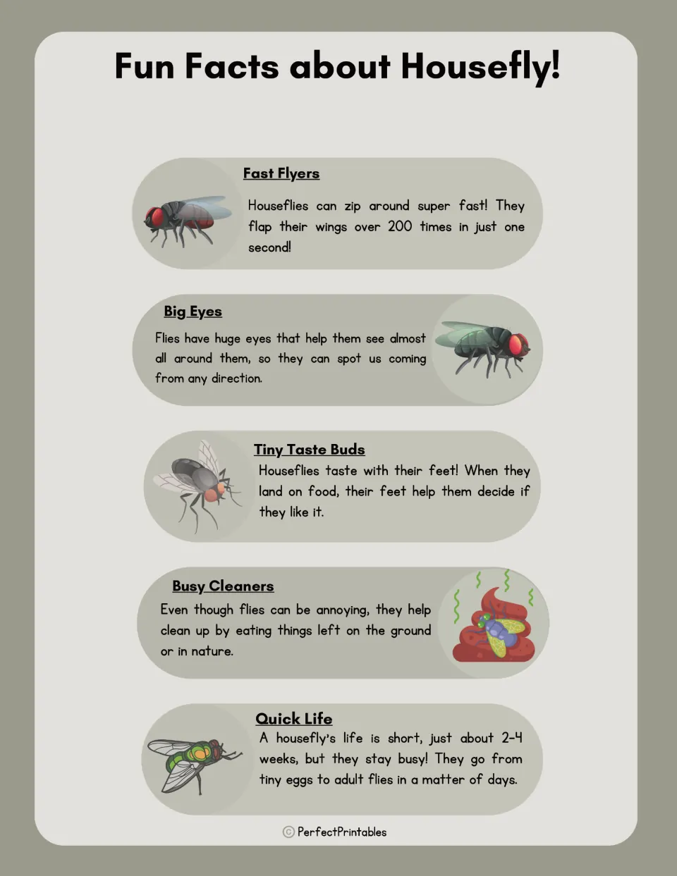 Fun Facts about Housefly: five short facts on fast flyers, big eyes, tasting with feet, busy cleaners and a quick life