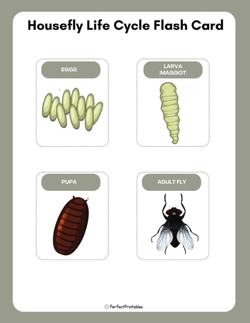 Housefly life cycle flash cards: four picture cards labeled eggs, larva (maggot), pupa and adult fly, one per card