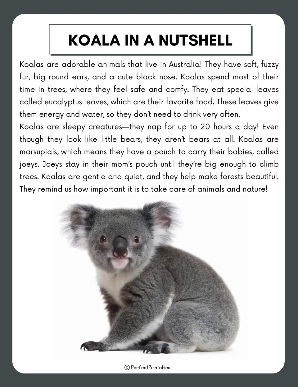 Koala in a Nutshell reading passage: students read about eucalyptus, 20-hour naps, marsupial pouches and joeys