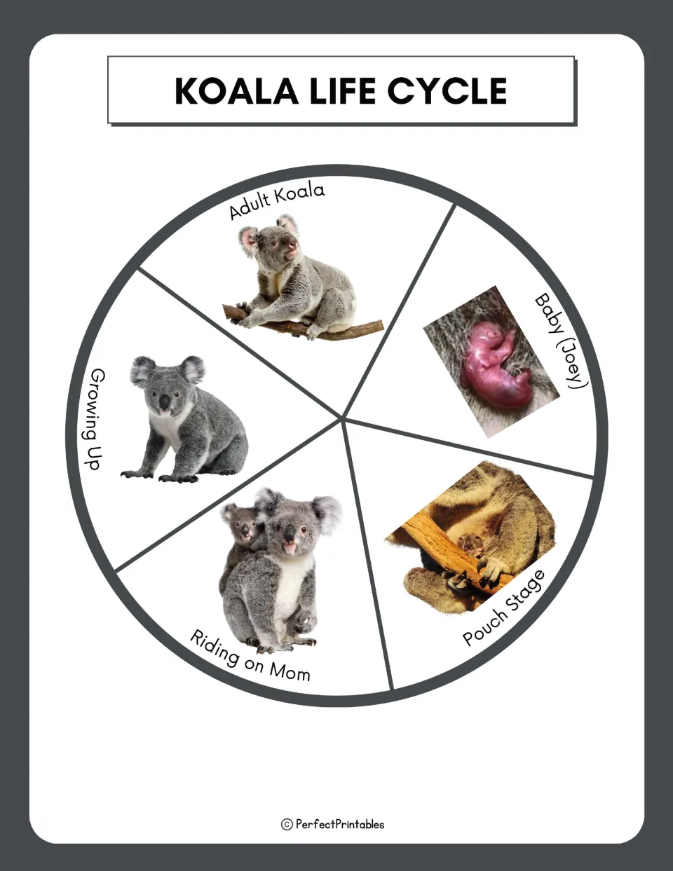 Koala life cycle wheel with photos of five stages: baby (joey), pouch stage, riding on mom, growing up and adult koala