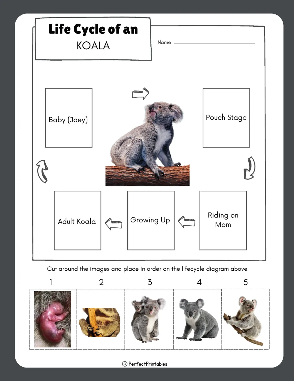 Koala life cycle sequencing: students cut out five stage photos and glue them in order on the labeled cycle diagram