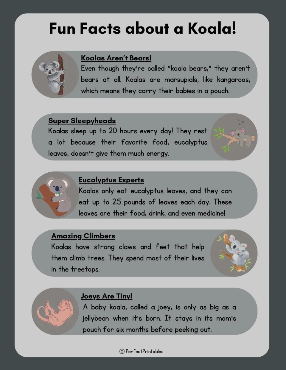 Fun Facts about a Koala: students read five facts on marsupials, sleep, eucalyptus, climbing and jellybean-sized joeys