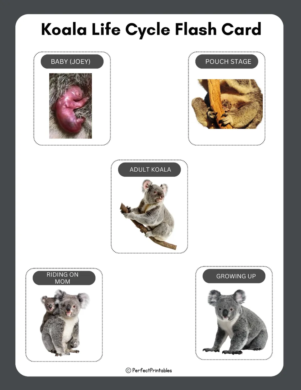 Koala life cycle flash cards: five photo cards labeled baby (joey), pouch stage, adult koala, riding on mom, growing up