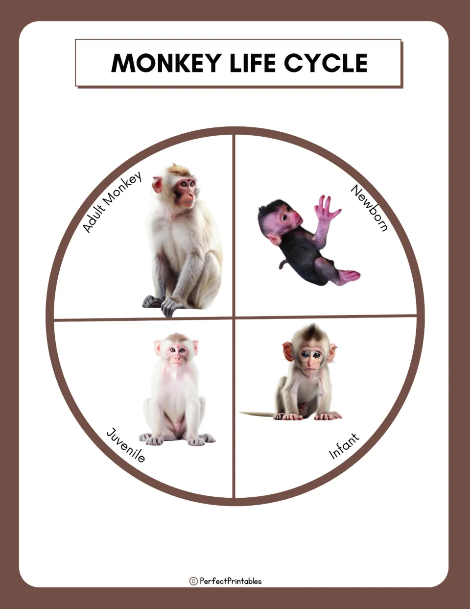 Monkey life cycle reference chart showing pictures of four stages: newborn, infant, juvenile, and adult monkey