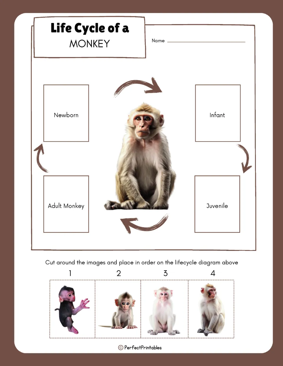 Monkey life cycle sequencing activity with four cutout pictures to order: newborn, infant, juvenile, and adult