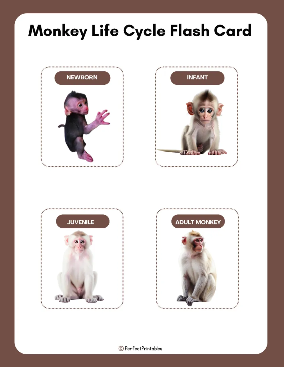 Four monkey life cycle flashcards pairing stage pictures with labels: newborn, infant, juvenile, and adult monkey