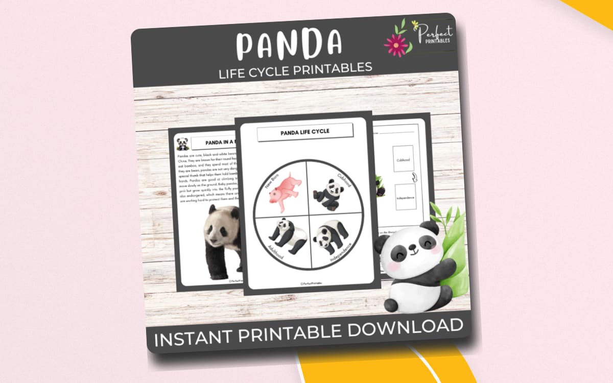 Life Cycle of a Panda Worksheet - Animal Science Unit Study & Fun Fact preview