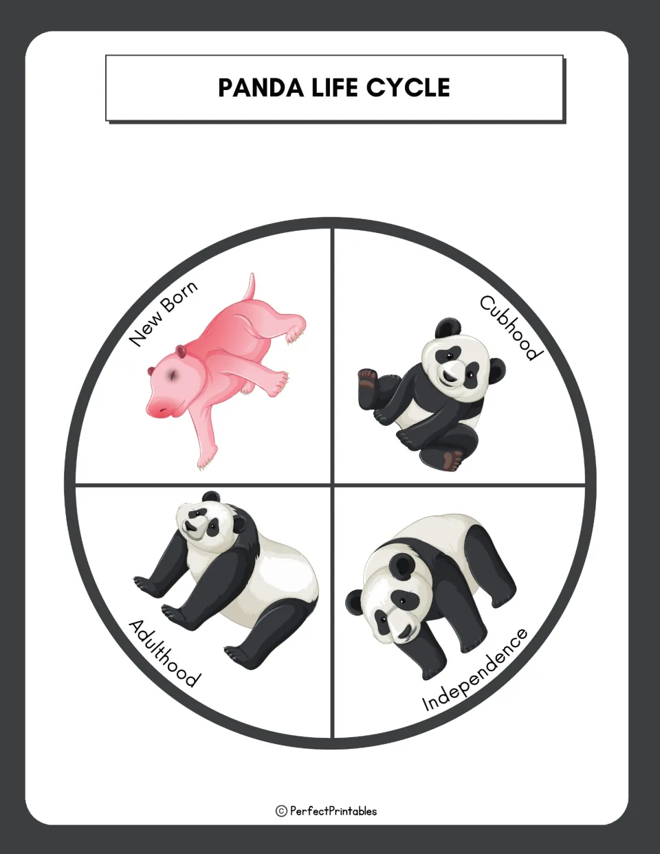 Panda life cycle wheel showing four labeled stages: new born, cubhood, independence and adulthood, with illustrations