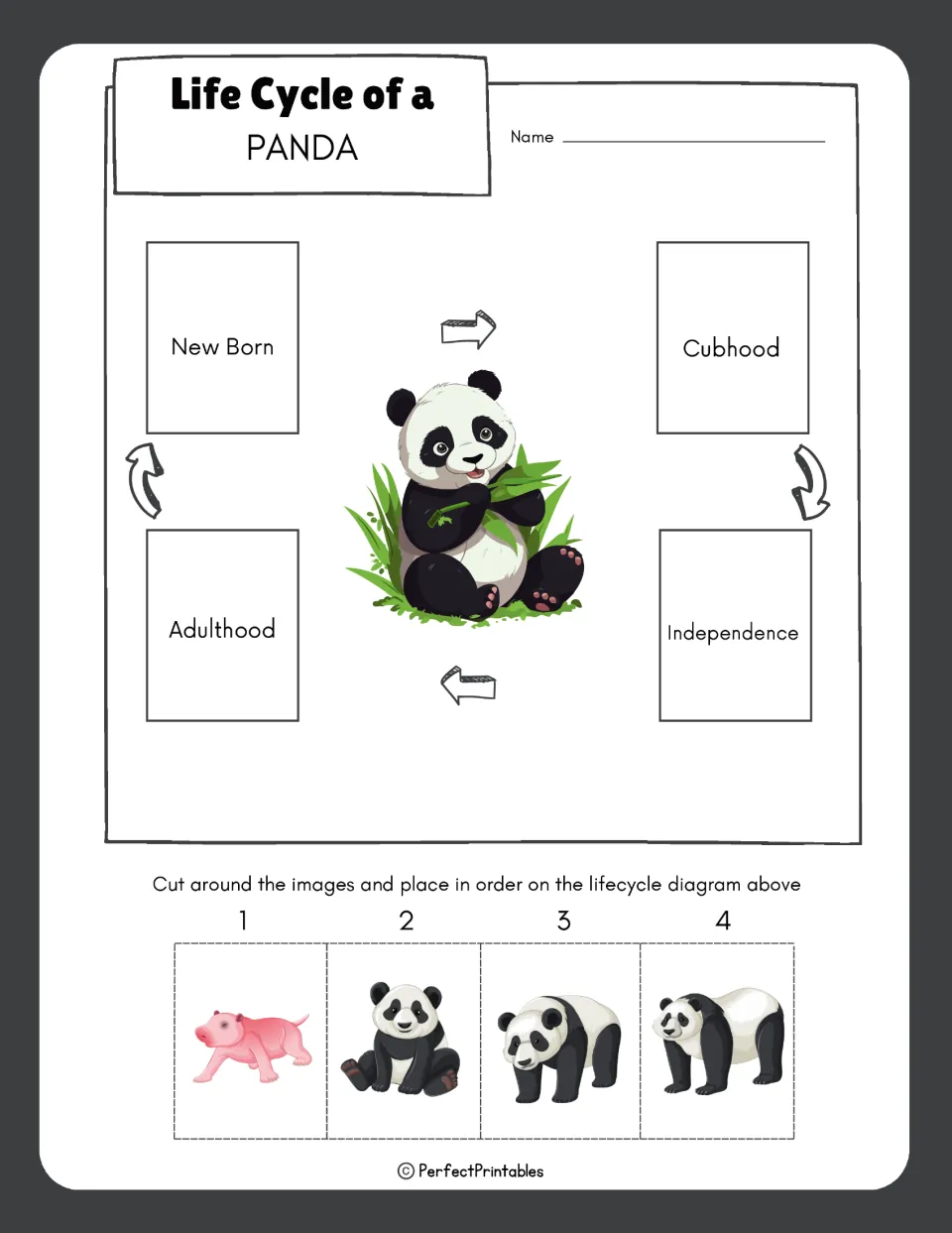 Panda life cycle sequencing: students cut out four stage pictures and place them in order beside the labels on the diagram