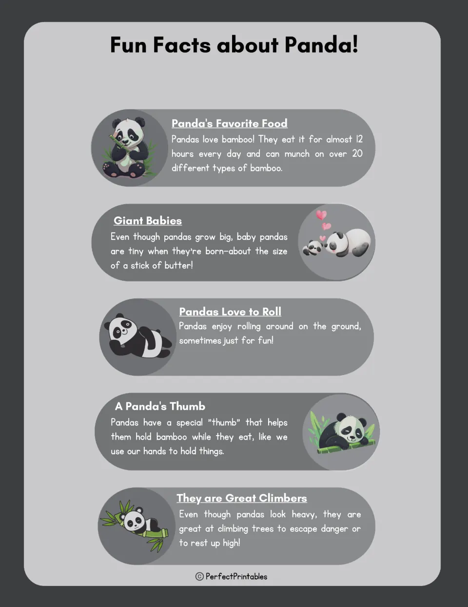 Fun facts about pandas: five short facts on bamboo eating, butter-sized newborns, rolling, the special thumb and climbing