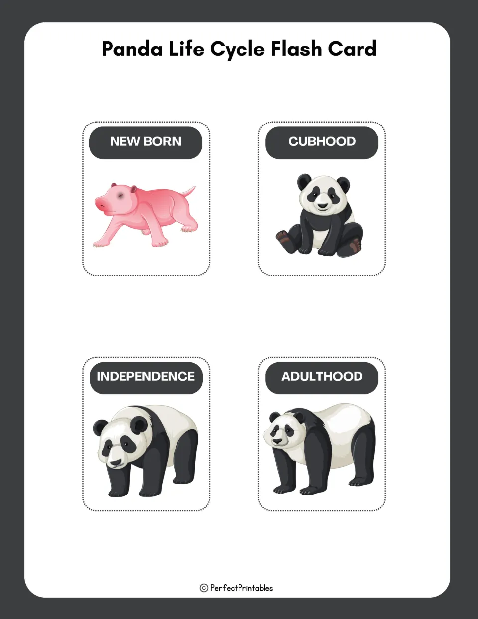 Panda life cycle flash cards: four picture cards labeled new born, cubhood, independence and adulthood for stage review