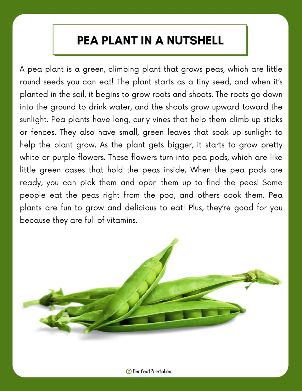 Pea plant overview reading explains how seeds grow roots, shoots, leaves, flowers, and pods containing peas.