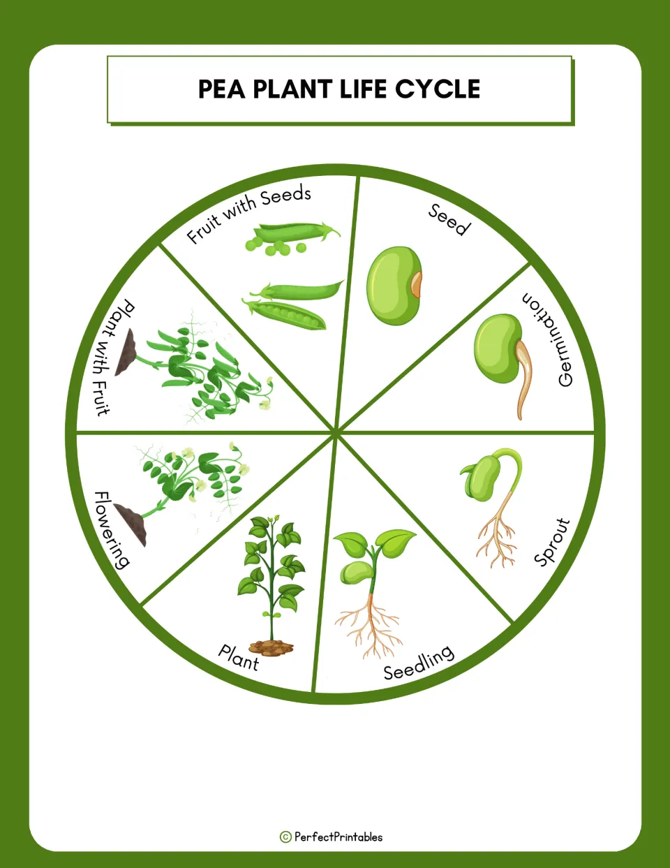 Pea plant life cycle diagram shows eight stages from seed through germination and flowering to fruit with seeds.