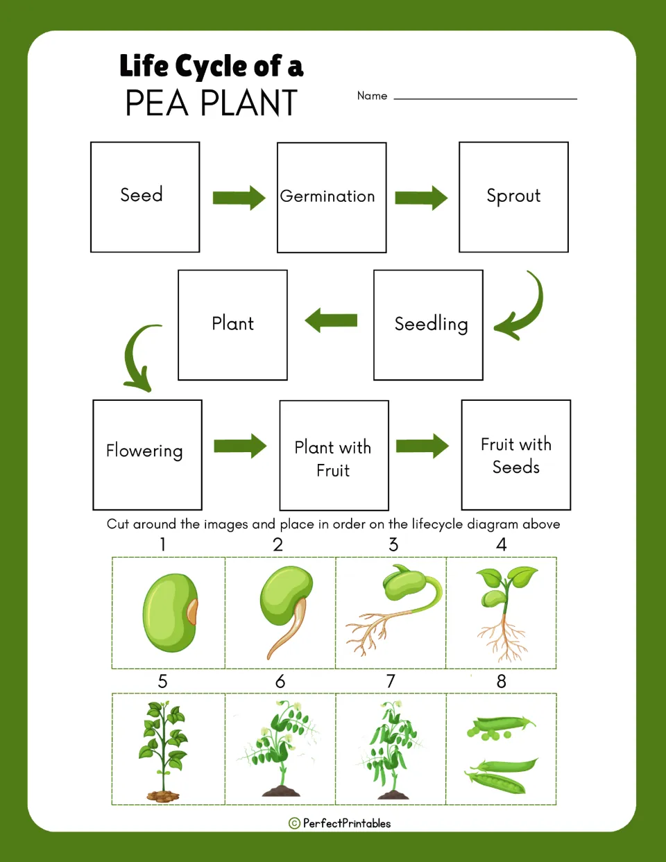 Pea plant sequencing activity has eight pictures to cut out and place in order, from seed to fruit with seeds.
