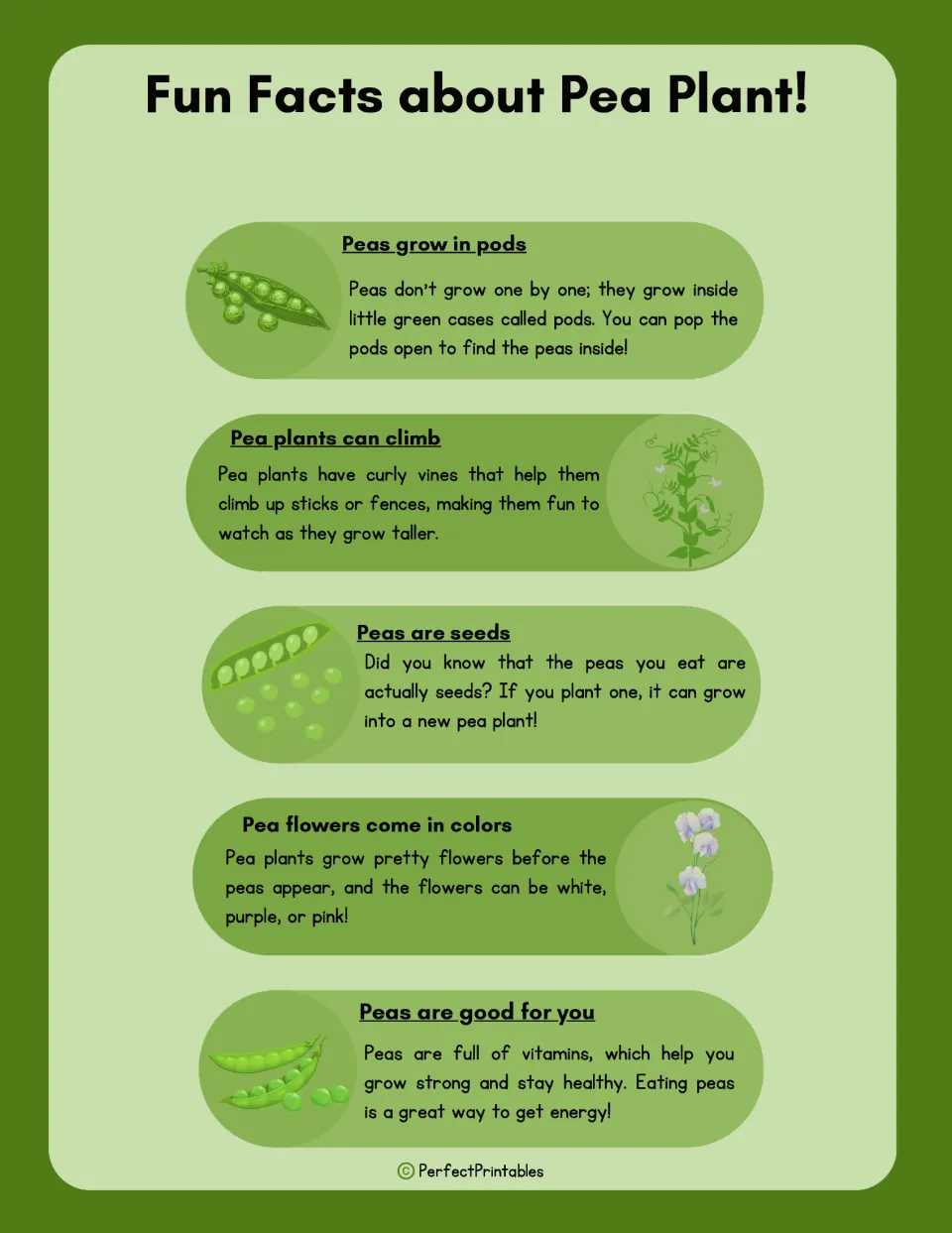 Pea plant fact sheet covers peas in pods, climbing plants, peas as seeds, flower colors, and vitamins in peas.