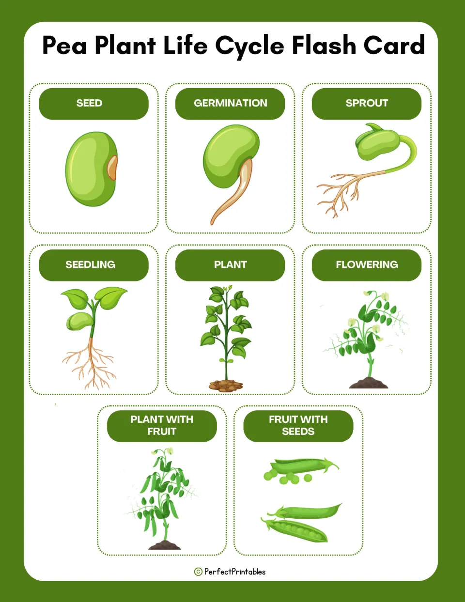 Eight pea plant life cycle flashcards show seed, germination, sprout, seedling, and four later growth stages.