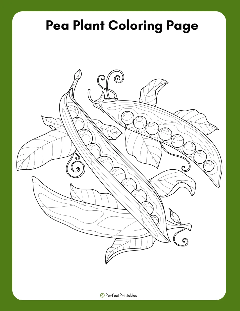 Pea plant coloring page in the study pack features open pods filled with peas, leaves, and curling tendrils.