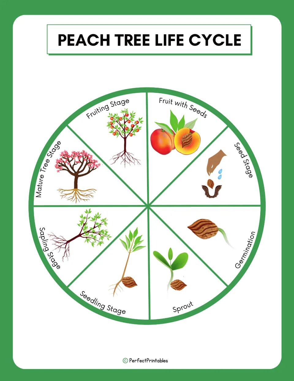 Peach tree life cycle chart illustrates eight stages, from seed and germination to fruit containing seeds.
