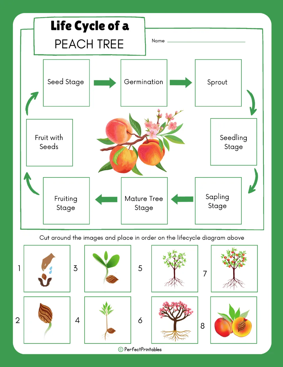 Peach tree sequencing activity has eight numbered pictures to cut out and place at labeled life cycle stages.