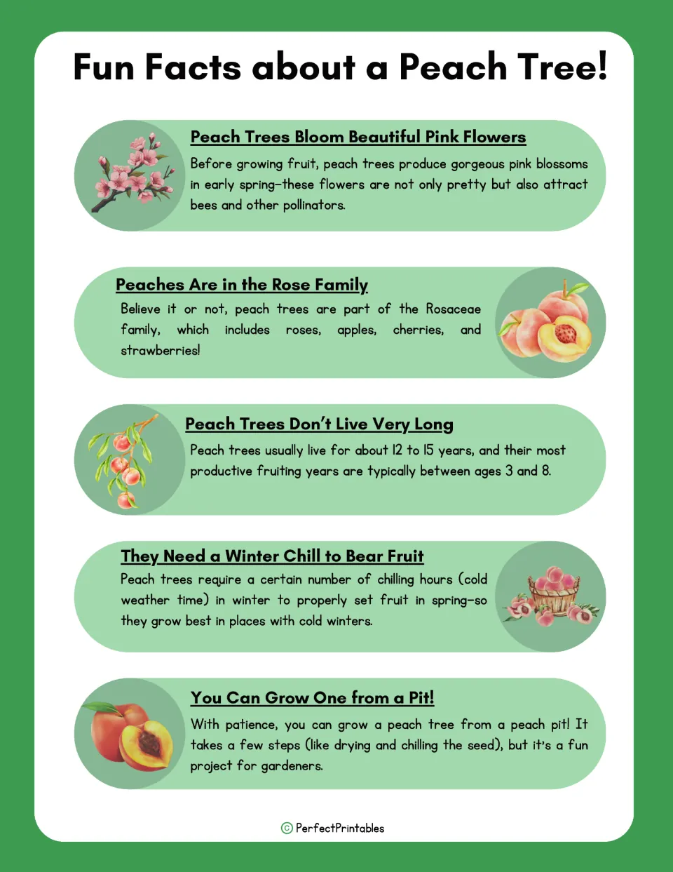 Peach tree fact sheet covers pink blossoms, the rose family, lifespan, winter chilling, and growing from a pit.