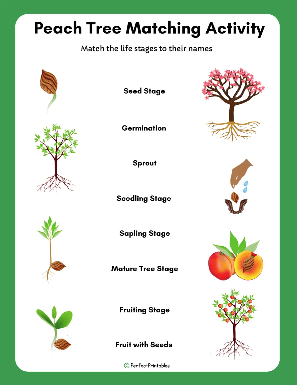Peach tree matching activity asks students to connect eight life stage pictures to names from seed to fruit.