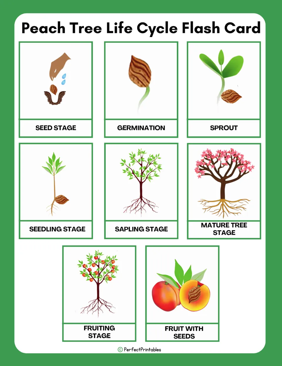Eight peach tree flashcards show seed, germination, sprout, seedling, sapling, mature tree, fruiting, and fruit.