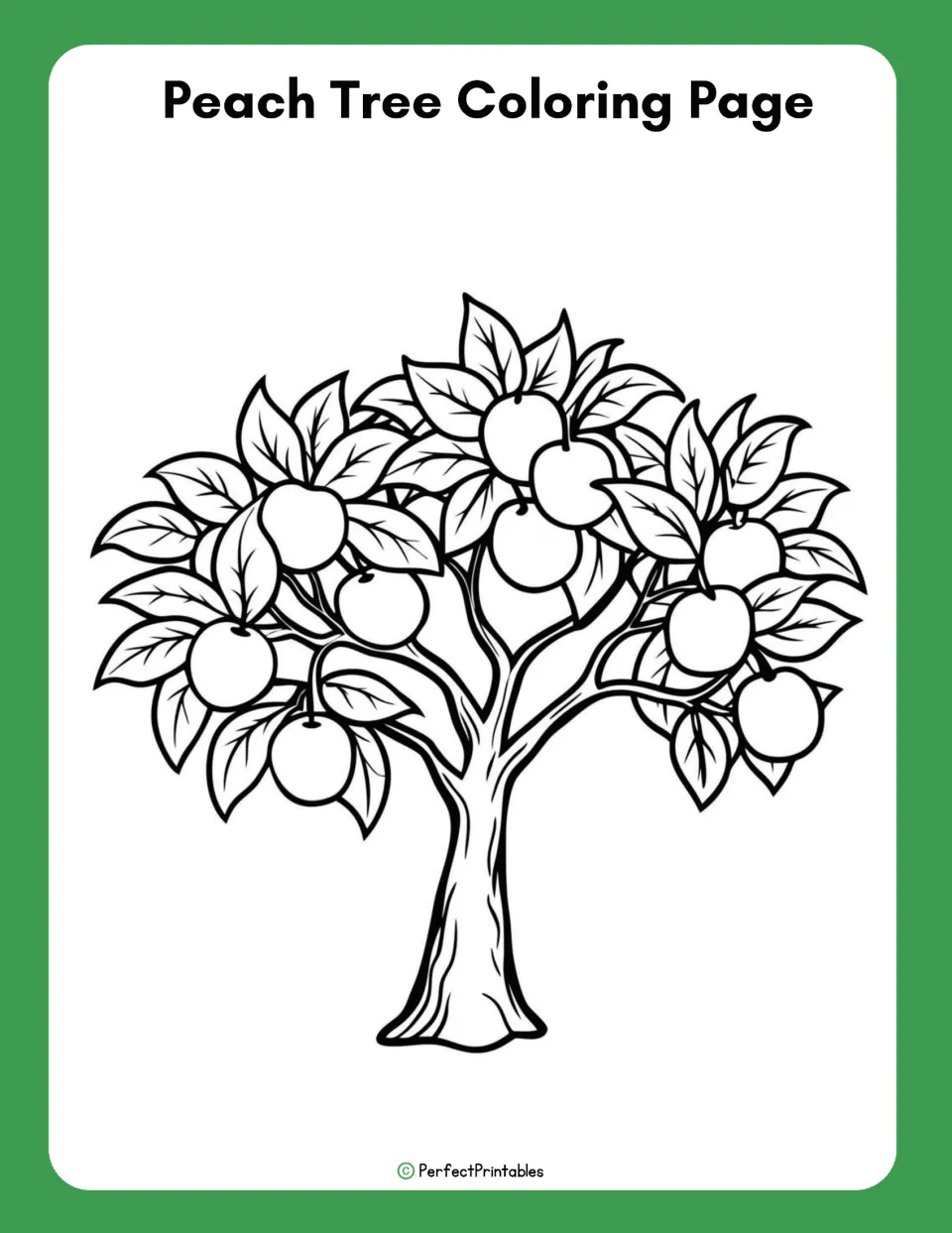Coloring page in the peach tree life cycle resource shows a fruit-bearing tree with leaves, branches, and trunk.