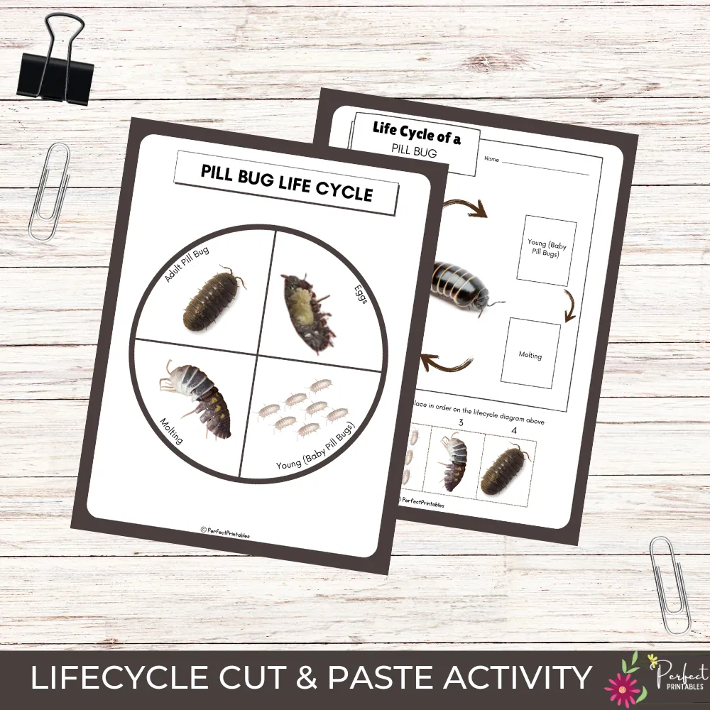 Pill Bug Life Cycle Worksheet – Roly Poly Unit – cover