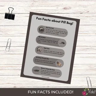 Pill Bug Life Cycle Worksheet – Roly Poly Unit – sample page 2