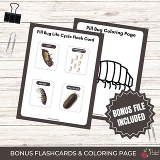 Pill Bug Life Cycle Worksheet – Roly Poly Unit – sample page 3