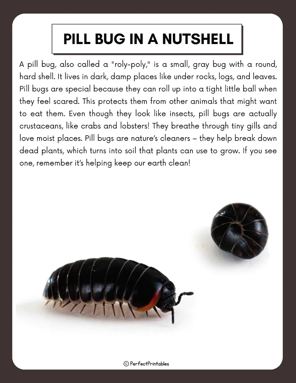 Pill Bug in a Nutshell reading passage: roly-poly habitat, rolling into a ball, gills, and role in breaking down dead plants