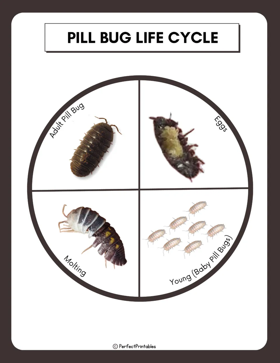 Pill bug life cycle wheel with photos of four stages: adult pill bug, eggs, young (baby pill bugs) and molting