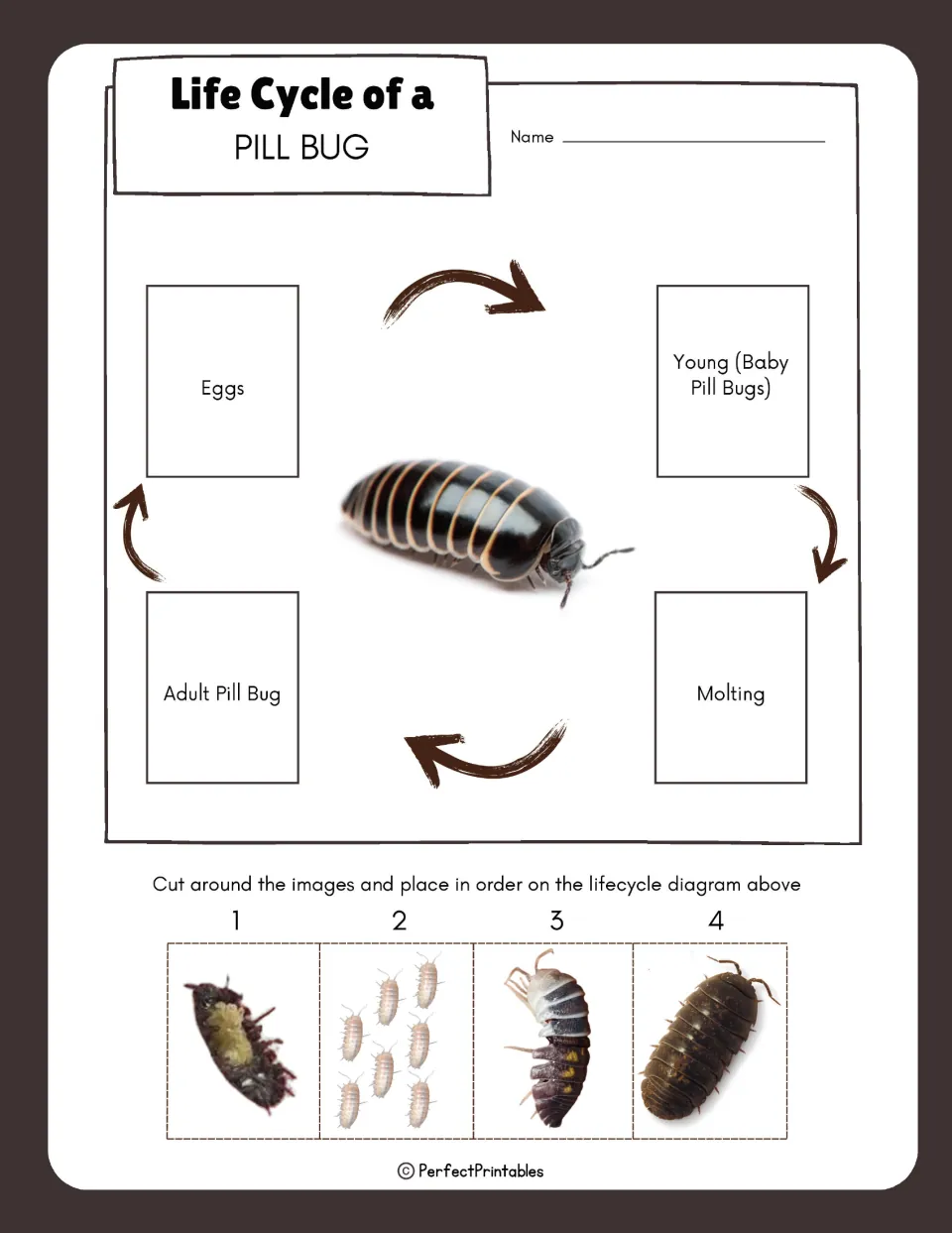 Pill bug life cycle cut-and-paste: students cut out four numbered stage photos and place them in order on the cycle diagram