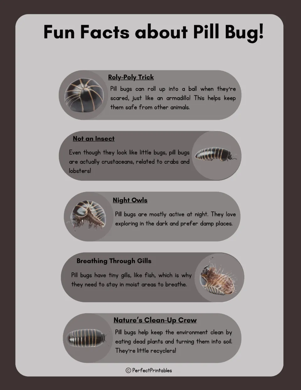 Fun facts about pill bugs: roly-poly trick, not an insect, night owls, breathing through gills and nature's clean-up crew