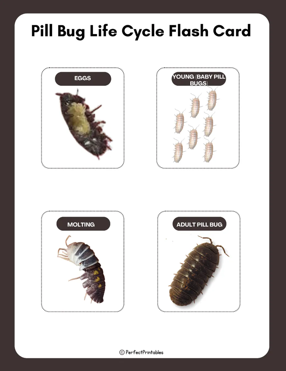 Pill bug life cycle flash cards showing photos labeled eggs, young (baby pill bugs), molting and adult pill bug
