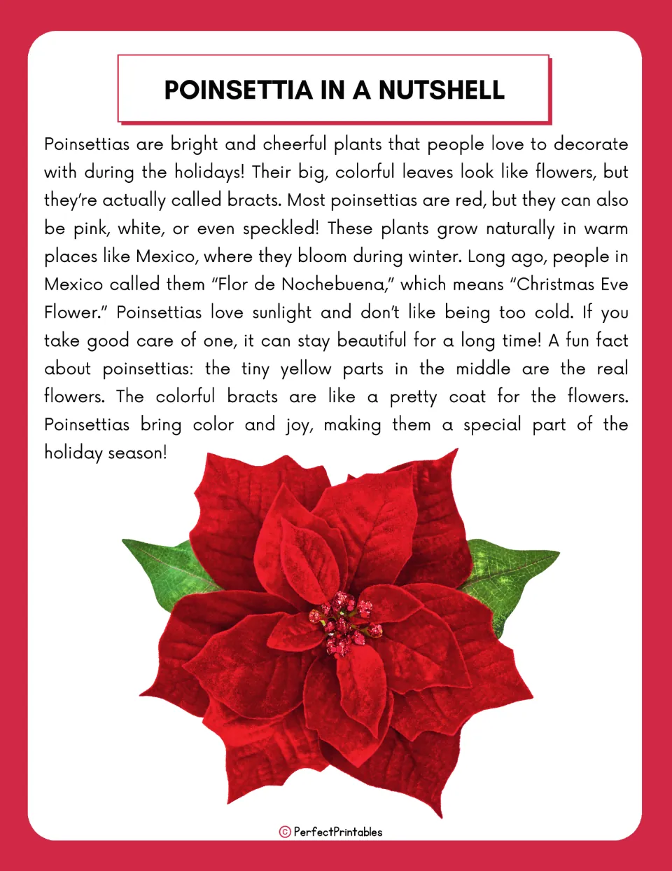 Introductory poinsettia reading explains colorful bracts, tiny real flowers, Mexican origins, and plant care.