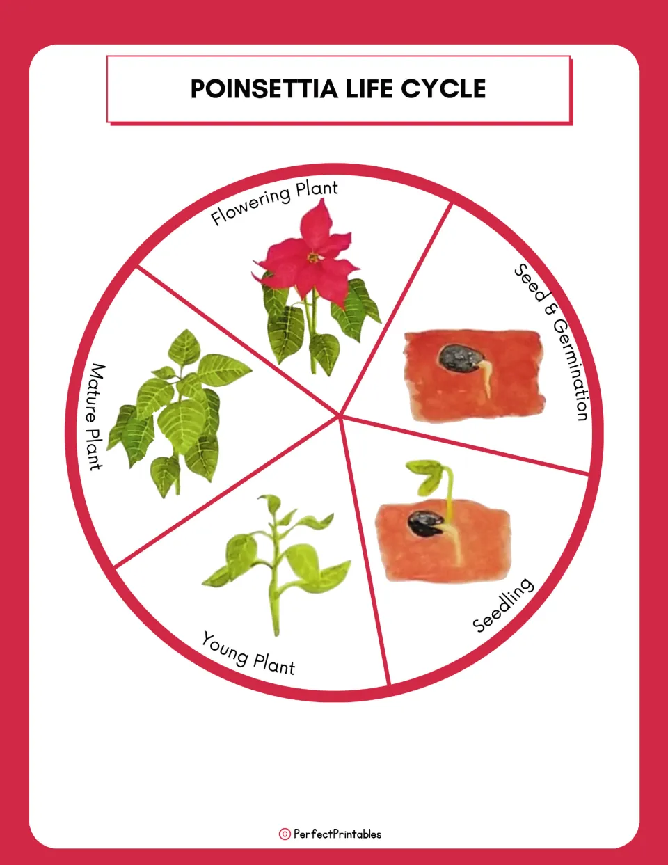 Poinsettia life cycle diagram shows seed and germination, seedling, young plant, mature plant, and flowering plant.