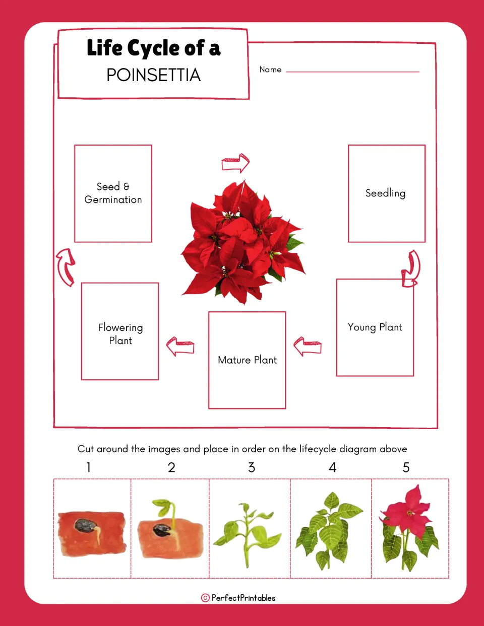 Poinsettia sequencing activity asks students to cut out five stage pictures and place them on the life cycle diagram.