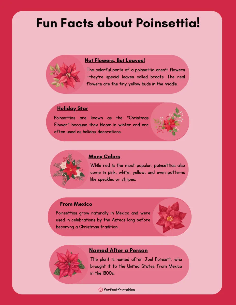 Poinsettia facts page covers bracts, holiday use, plant colors, Mexican origins, and namesake Joel Poinsett.