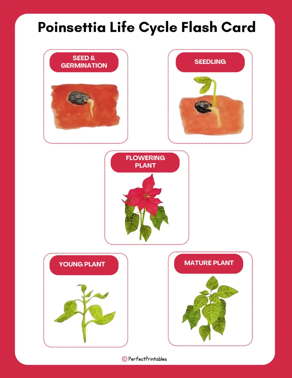 Five poinsettia flashcards show seed and germination, seedling, young plant, mature plant, and flowering plant.