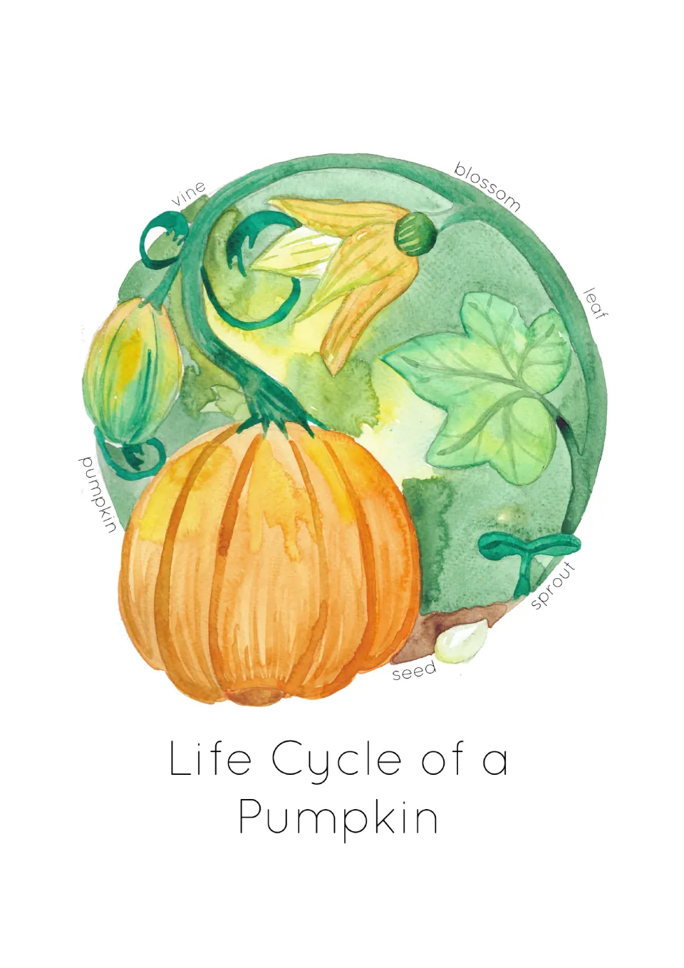 Pumpkin life cycle poster labeled seed, sprout, leaf, blossom, vine, and pumpkin, showing growth stages.