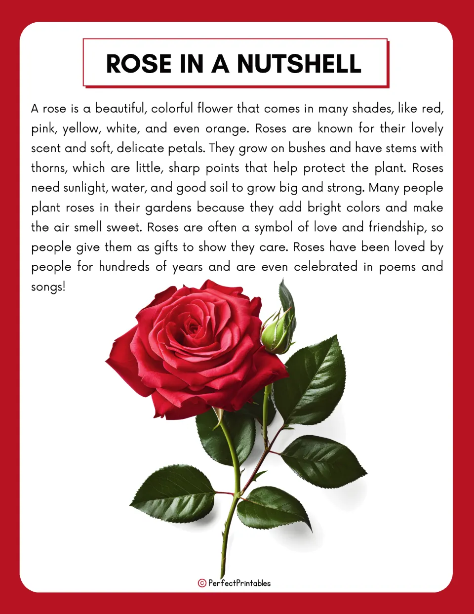 Rose introduction reading about flower colors, petals, thorny stems, growing needs, and gifts of roses.