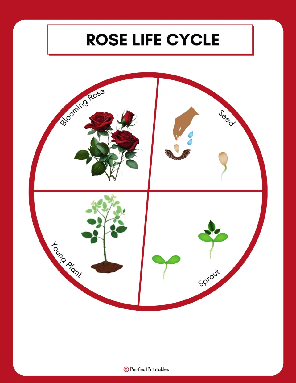 Labeled rose life cycle diagram showing four stages: seed, sprout, young plant, and blooming rose.