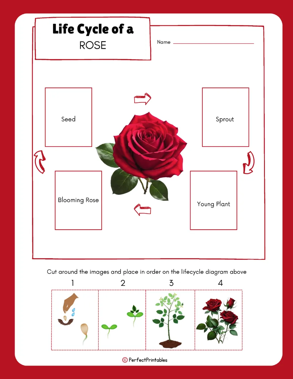 Rose life cycle cut-and-paste activity to sequence seed, sprout, young plant, and blooming rose pictures.