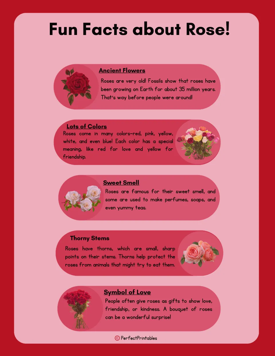 Rose fun facts page covering ancient flowers, colors, sweet smell, thorny stems, and symbols of love.