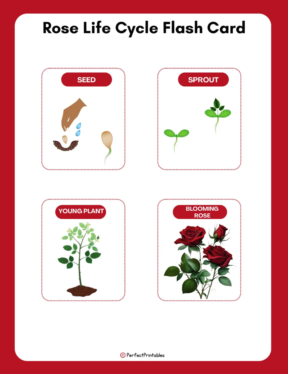 Four rose life cycle flashcards on one sheet: seed, sprout, young plant, and blooming rose, with pictures.