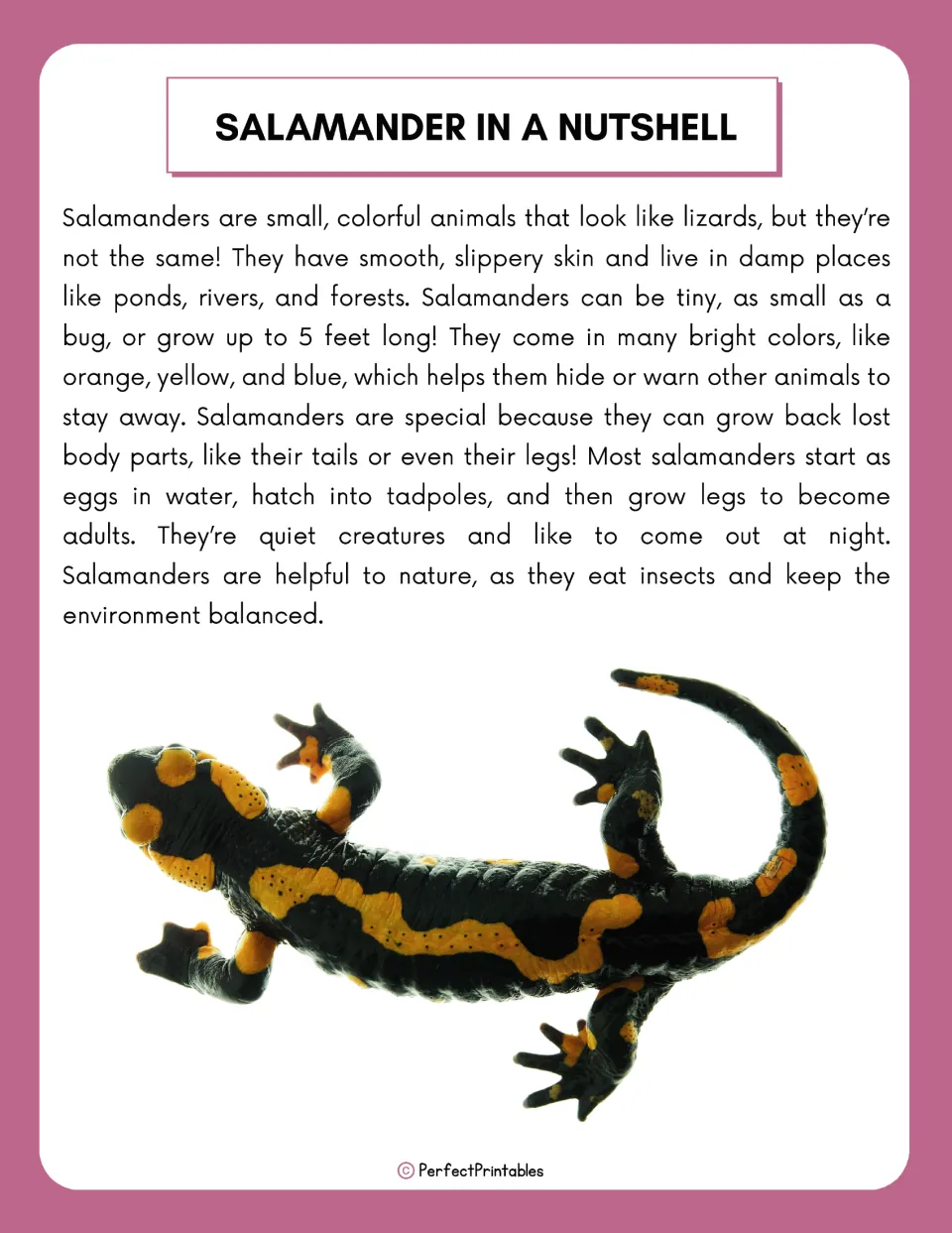 Salamander in a Nutshell reading passage on salamander skin, habitats, colors, regrowing body parts and eggs to adults