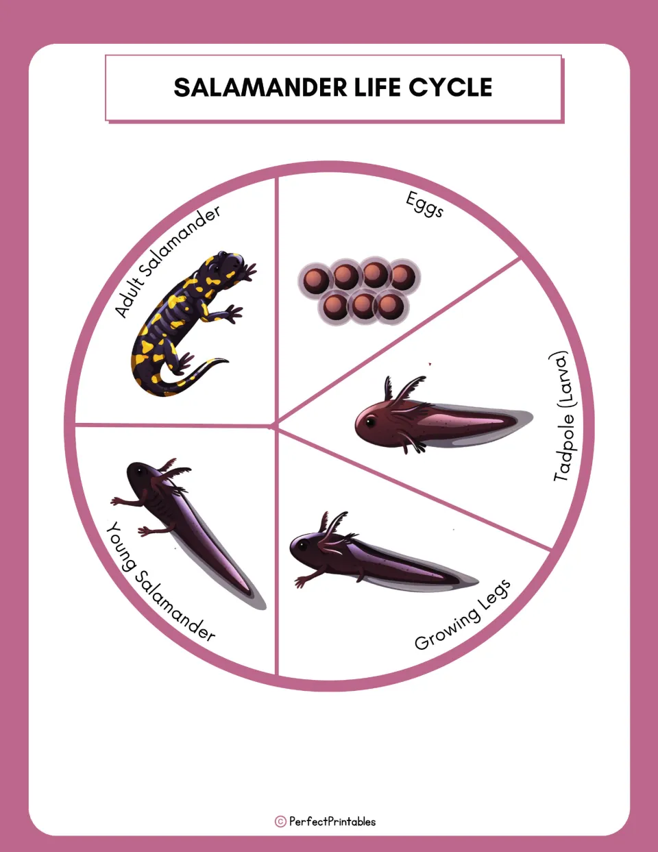 Salamander life cycle wheel showing eggs, tadpole (larva), growing legs, young salamander and adult salamander stages